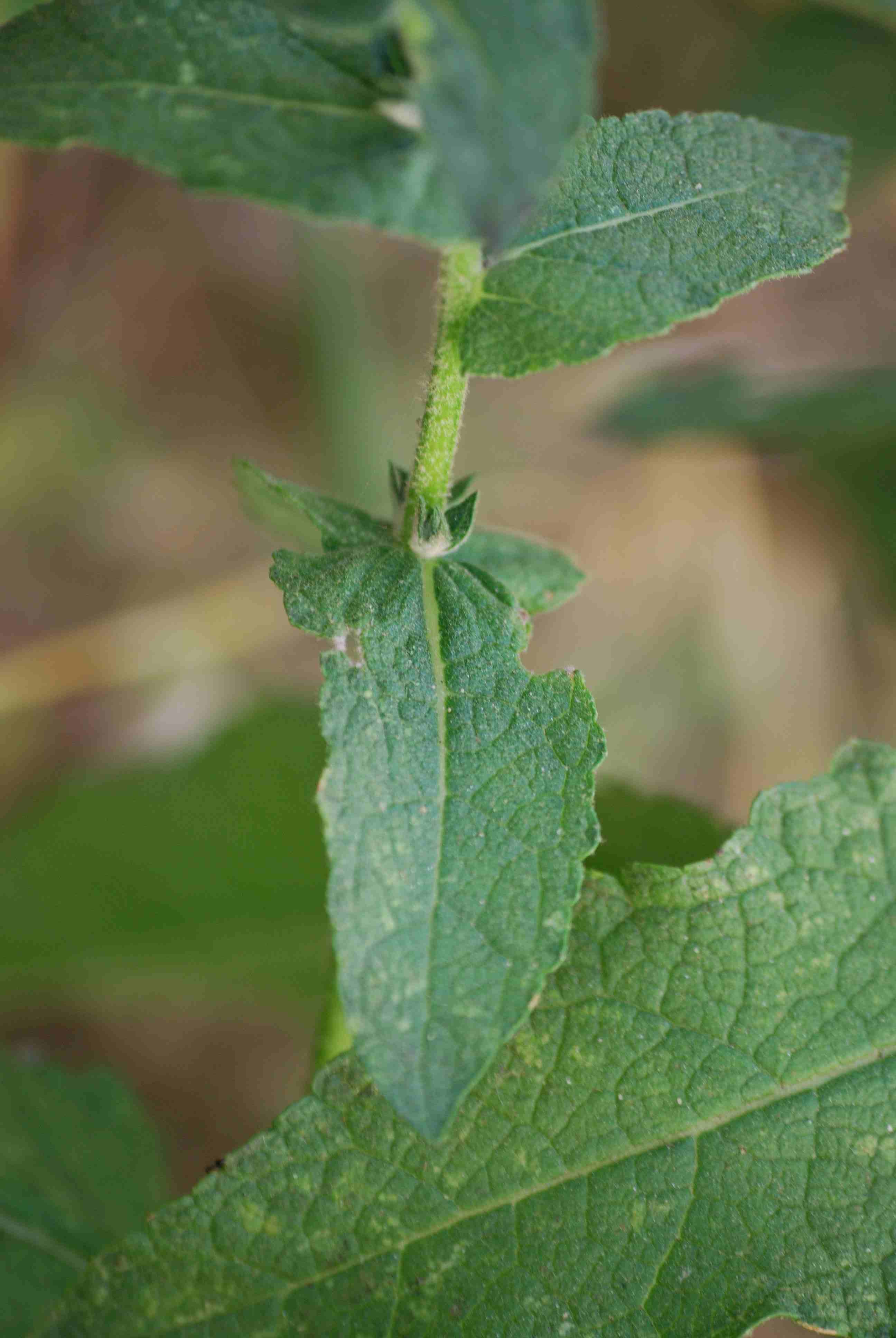 da determinare - Verbascum sp.