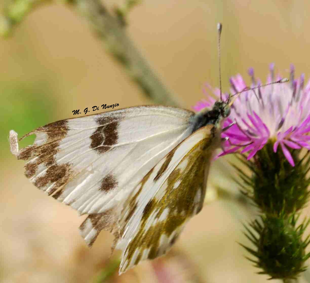 farfalla da identificare