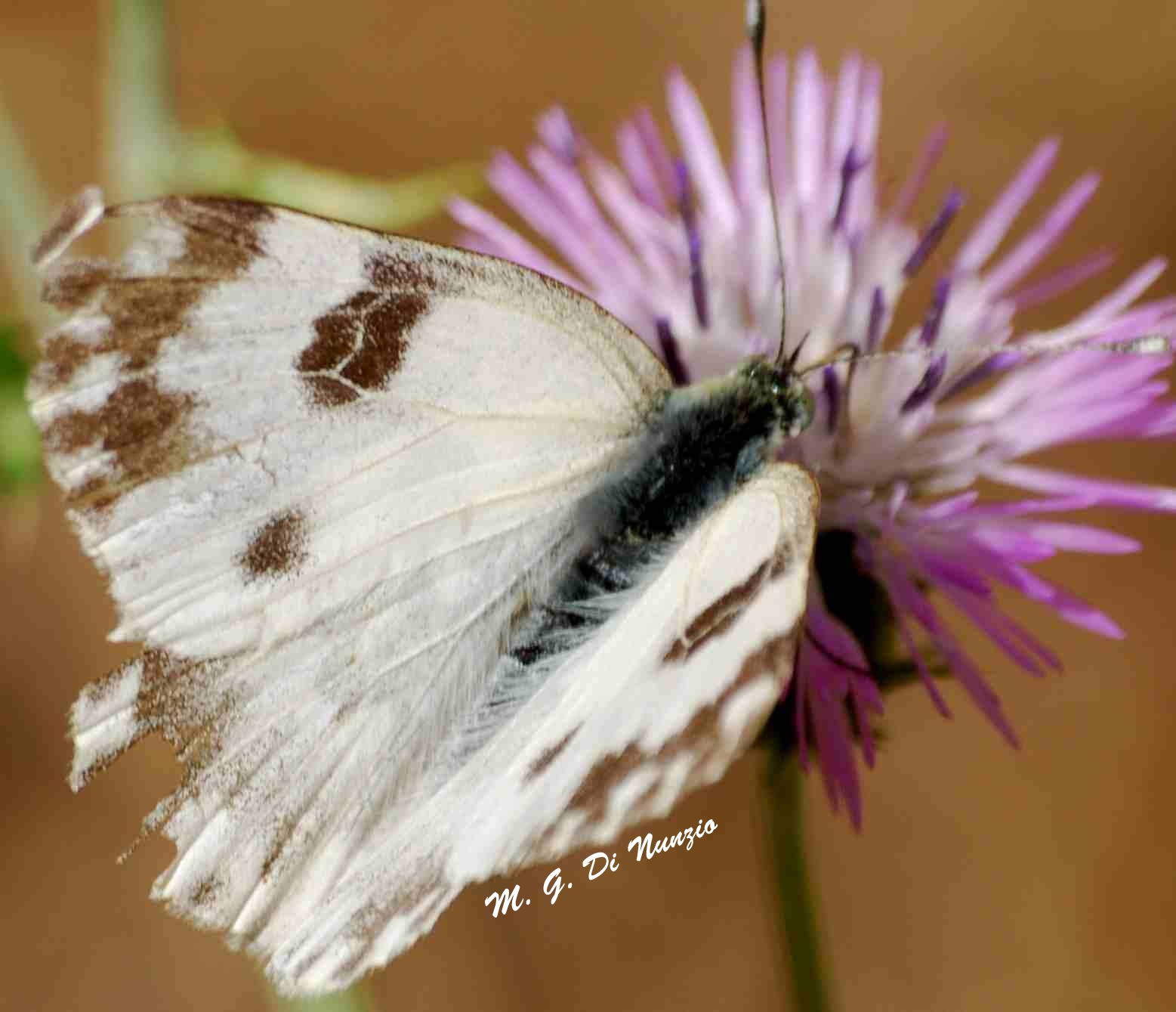 farfalla da identificare