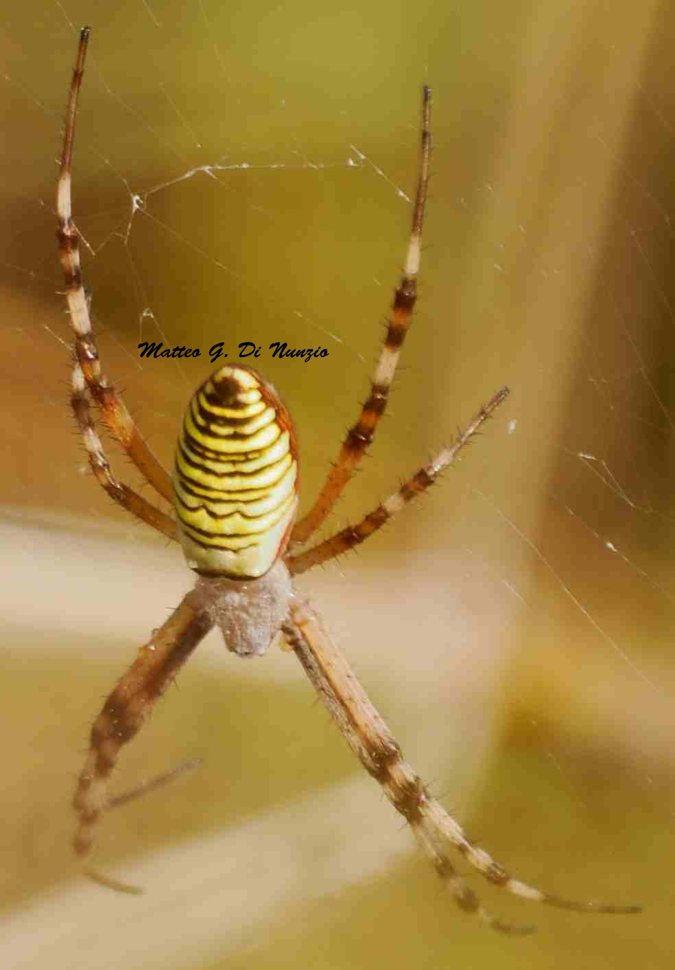 giovane Argiope bruennichi