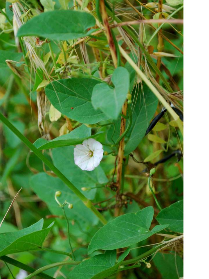 vilucchio comune - Convolvulus arvensis