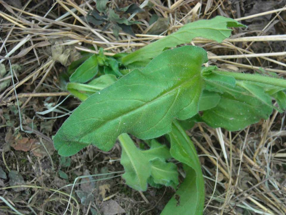 da determinare - Echium sp.