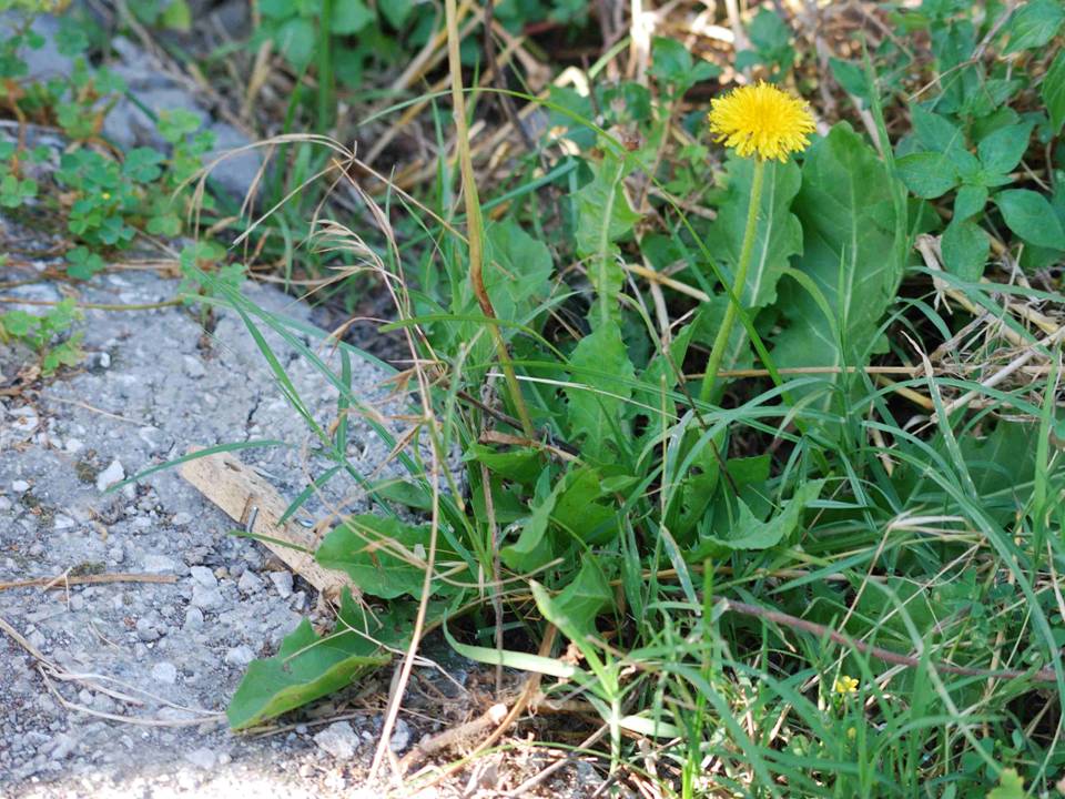 Taraxacum sp. (Asteraceae)