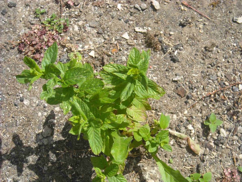 Mentha sp