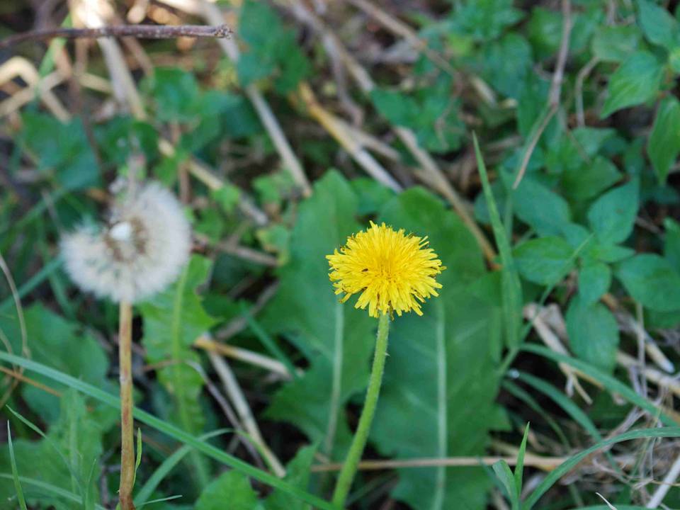 Taraxacum sp. (Asteraceae)