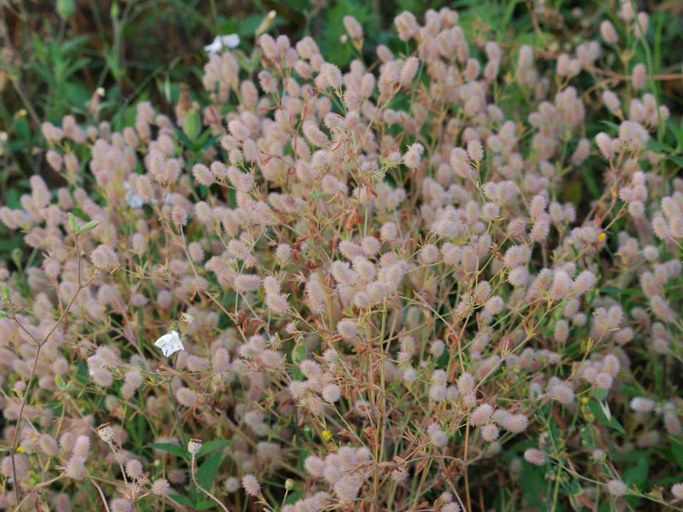 Trifolium arvense