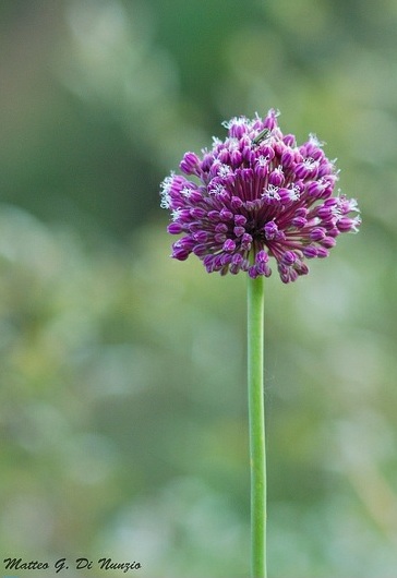 Allium ursinum o cepa?