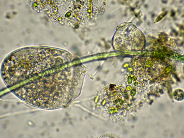 SFORTUNA NERA!!  - Didinium sp.