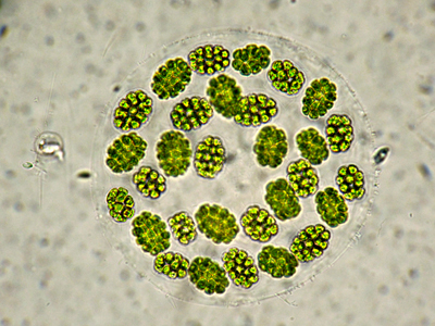 SPHAEROCYSTIS-SCHROTERI