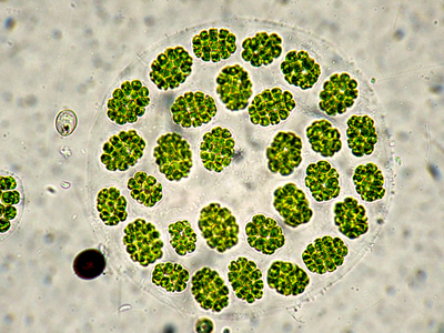 SPHAEROCYSTIS-SCHROTERI