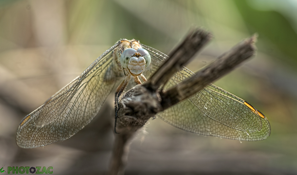 Orthetrum brunneum Femmina ?