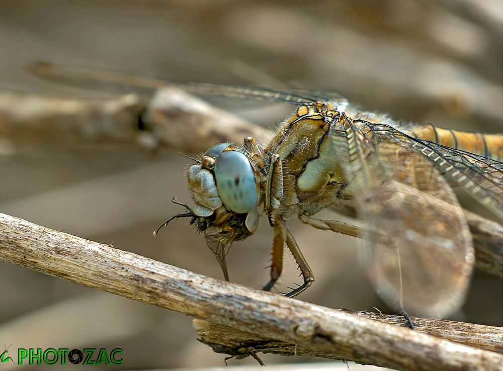 Orthetrum brunneum Femmina ?