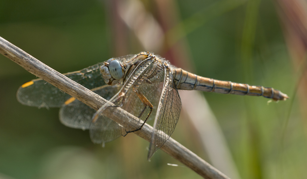 Orthetrum brunneum Femmina ?