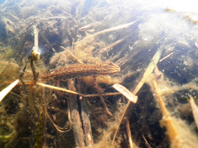 Triturus carnifex