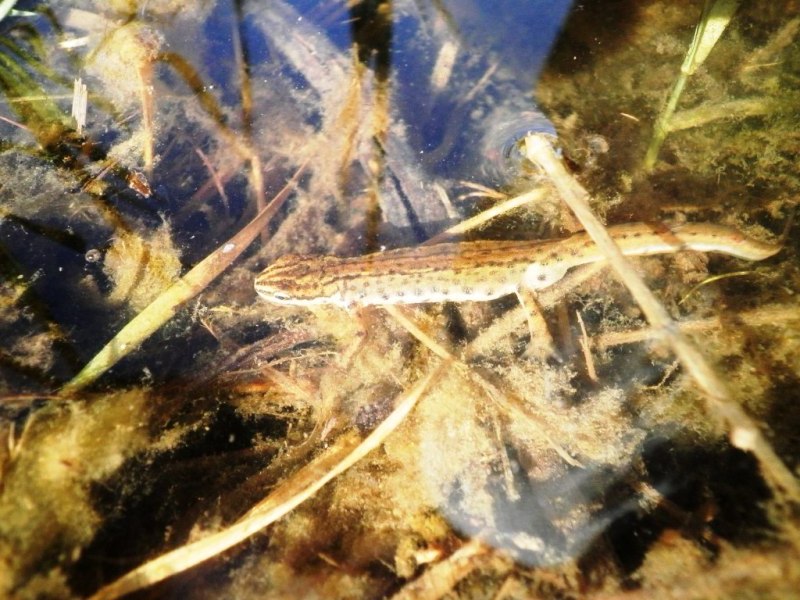 Triturus carnifex