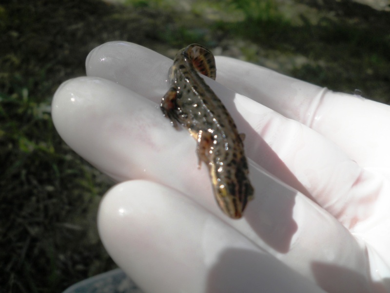 Triturus carnifex