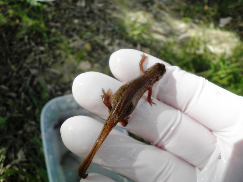 Triturus carnifex