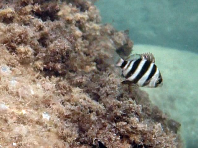 juvenile Diplodus cervinus