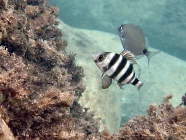 juvenile Diplodus cervinus