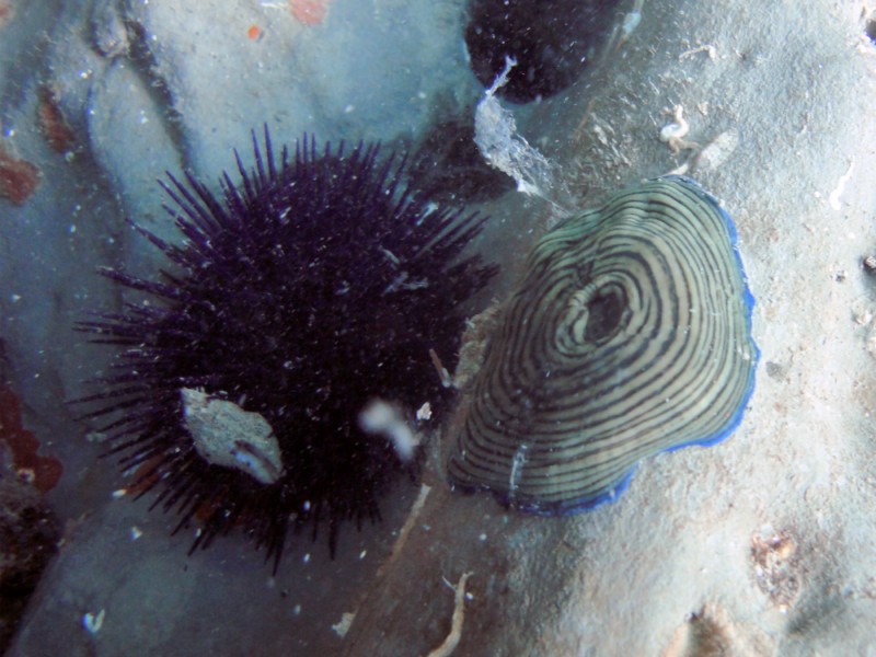 Actinia cari