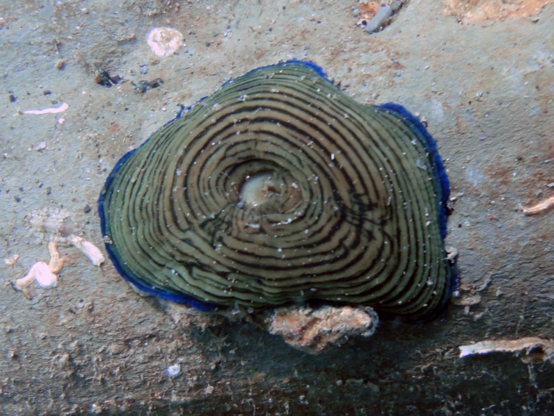 Actinia cari