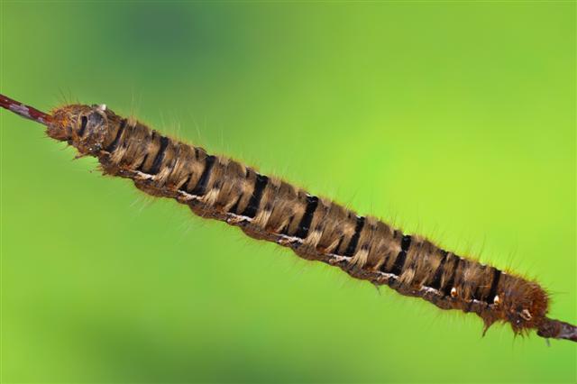 bruco da identificare - Lasiocampa quercus