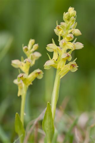 orchidea da identificare (Coeloglossum viride)