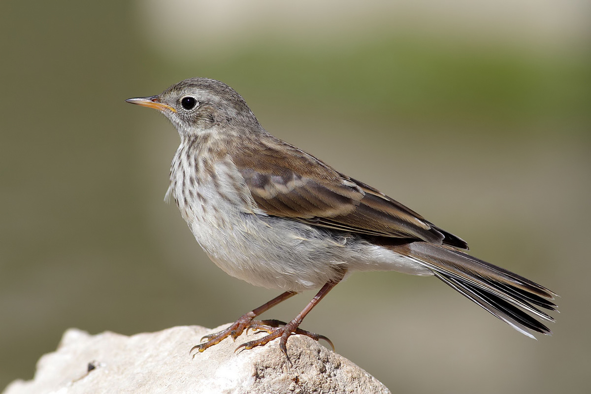 snowfinch 2011