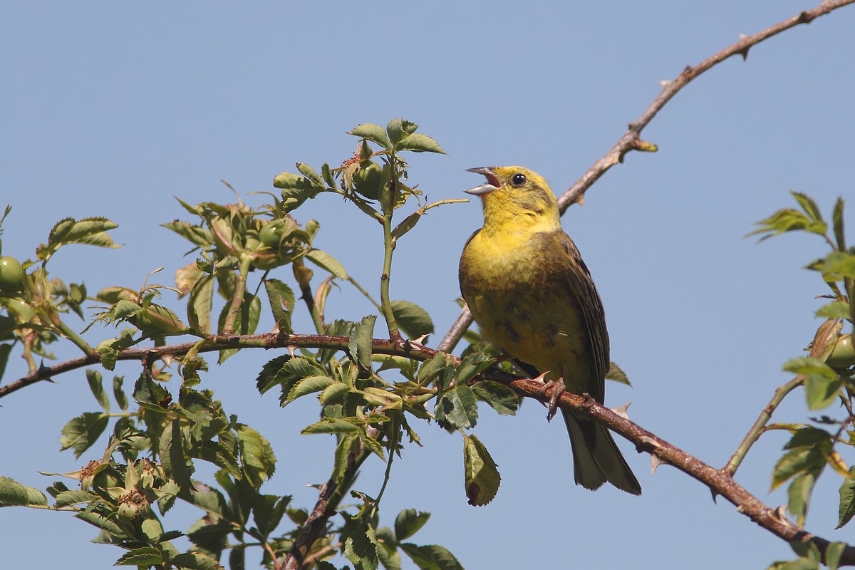 zigolo giallo maschio?