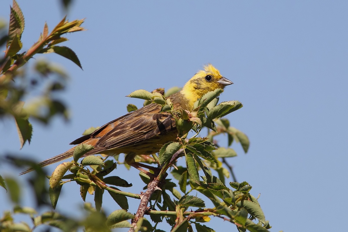 zigolo giallo maschio?