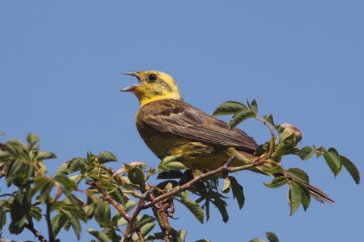 zigolo giallo maschio?