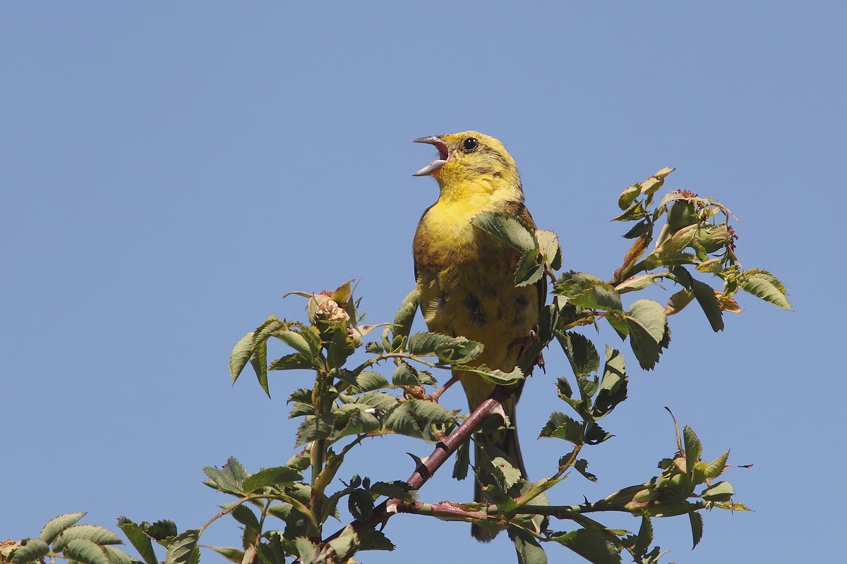 zigolo giallo maschio?