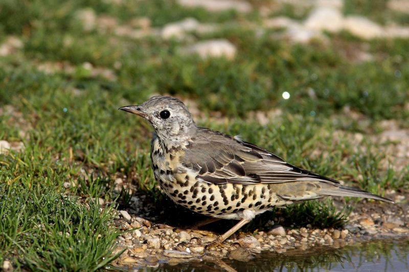 identificazione disperata