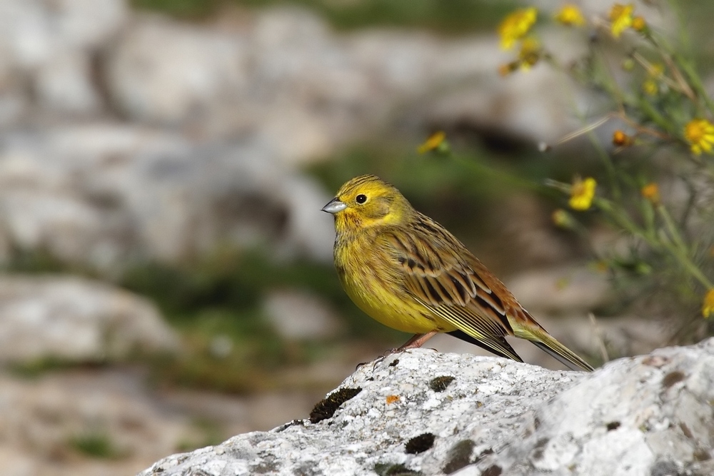 Zigolo giallo - Emberiza citrinella