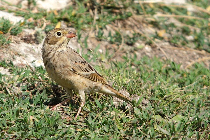 quale zigolo ? [ Ortolano ]