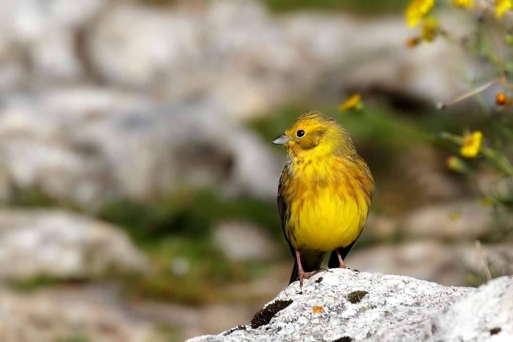 Zigolo giallo - Emberiza citrinella