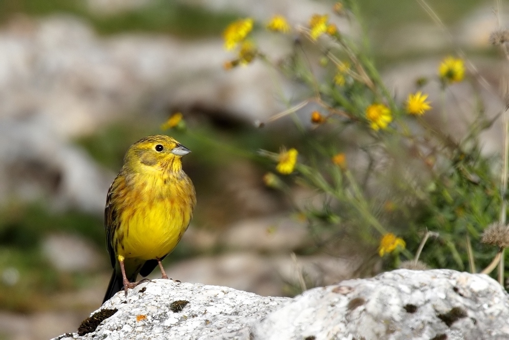 Zigolo giallo - Emberiza citrinella