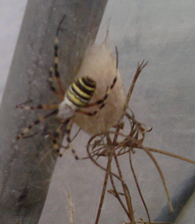 Argiope bruennichi