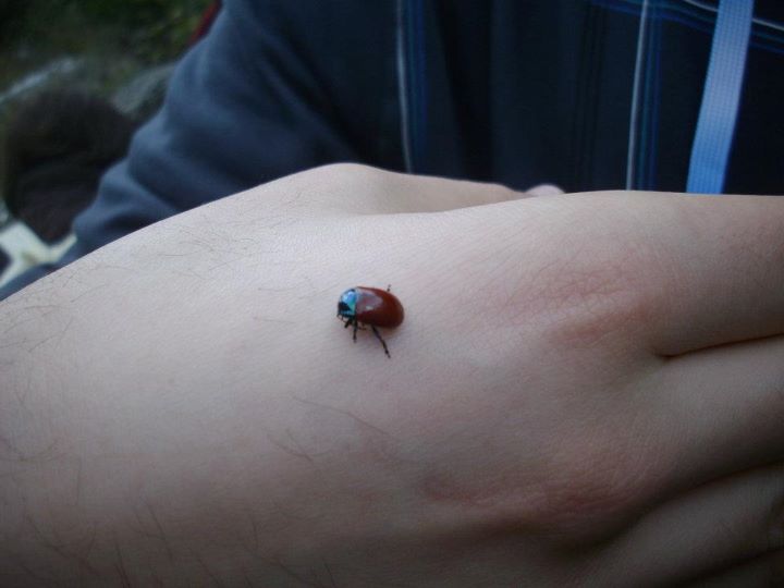 Coleottero della Forra del Titerno. Chrysolina grossa?