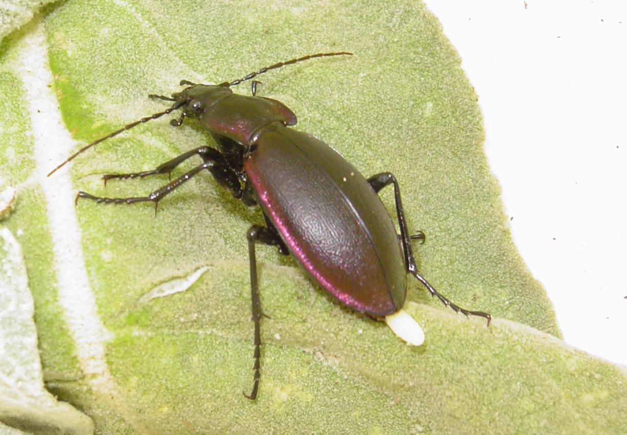 Carabus violaceus picenus