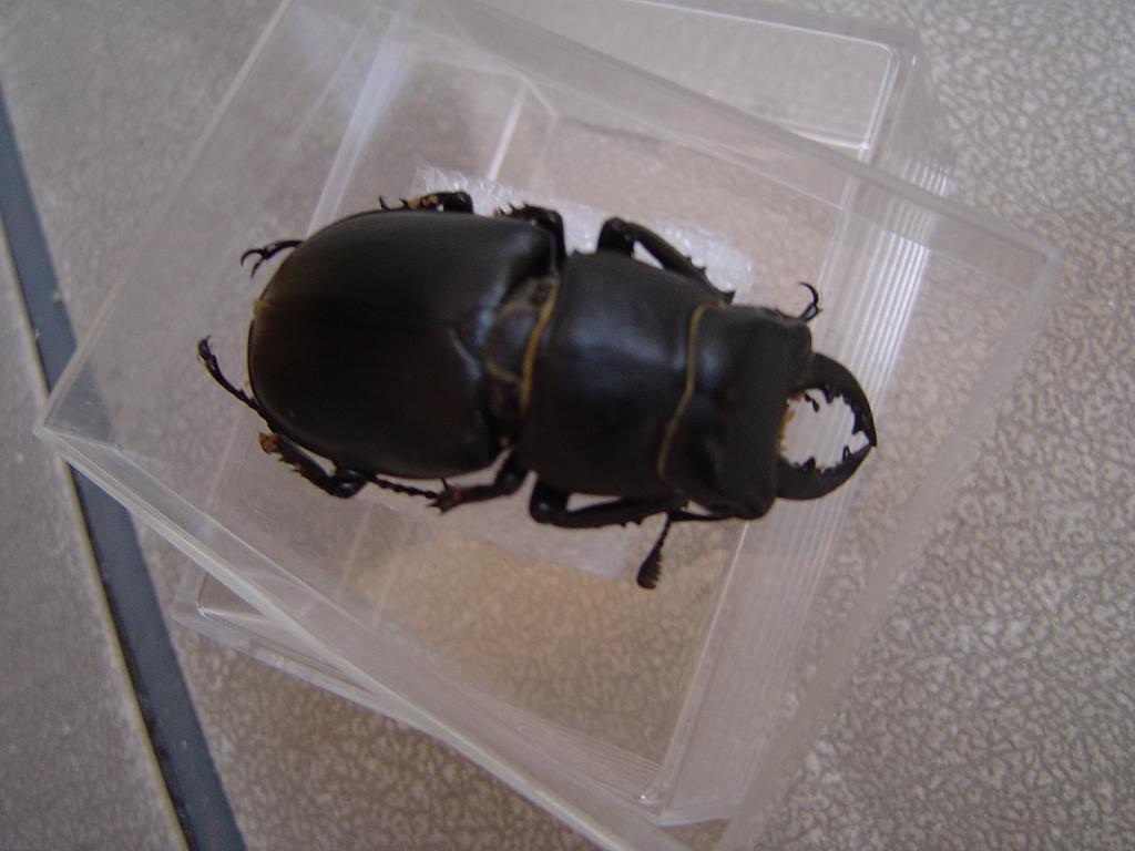 Dorcus ...a Caserta? no, Lucanus tetraodon