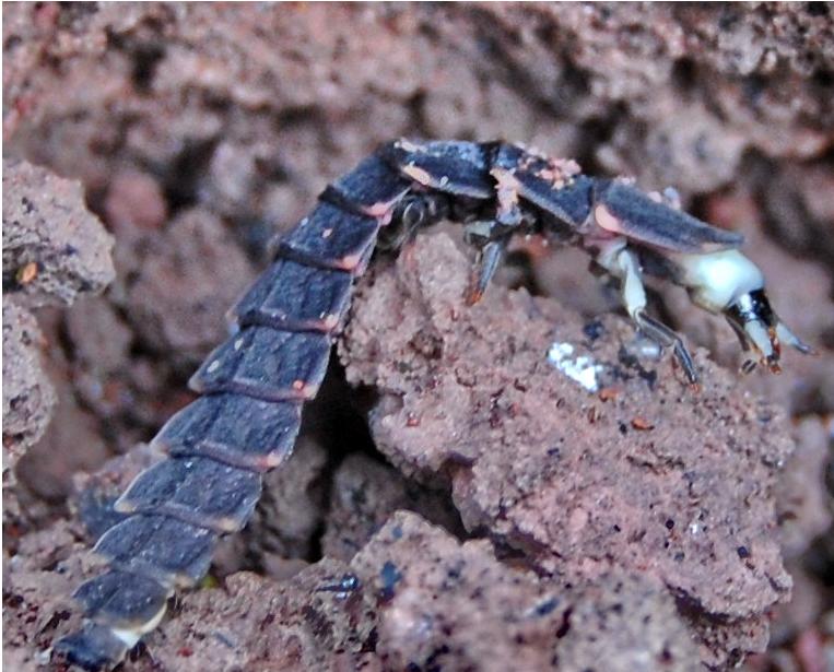 Larva di Lampiridae dal Vesuvio