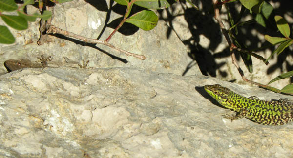 Lucertole di gennaio