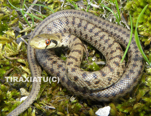 Piccoletto ancora in giro (Zamenis lineatus)