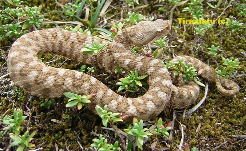 Alcune foto di vipere in natura