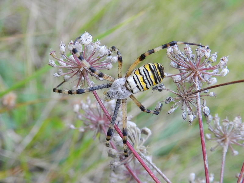 Argiope bruennichi