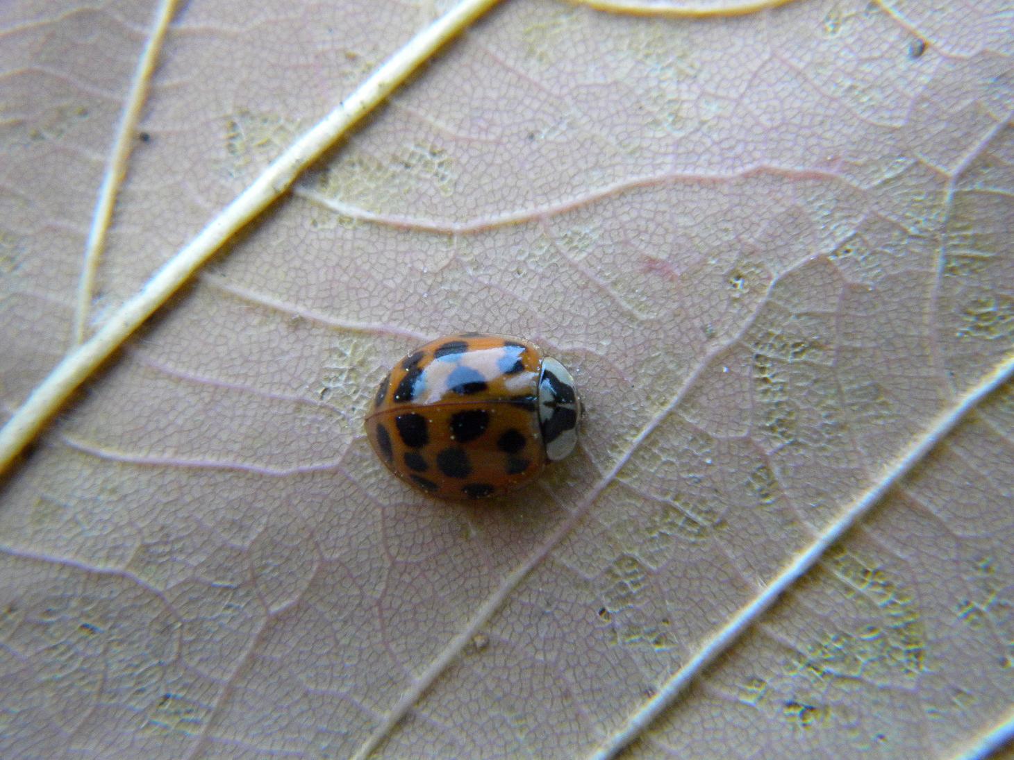 Harmonia axyridis