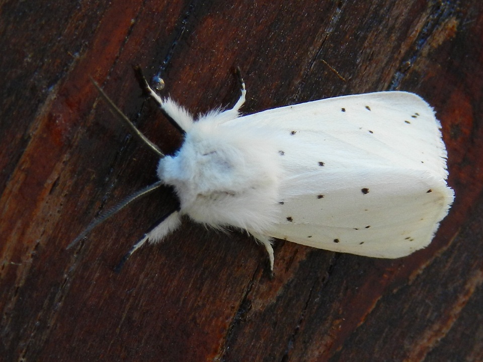 ID Spilosoma ....?