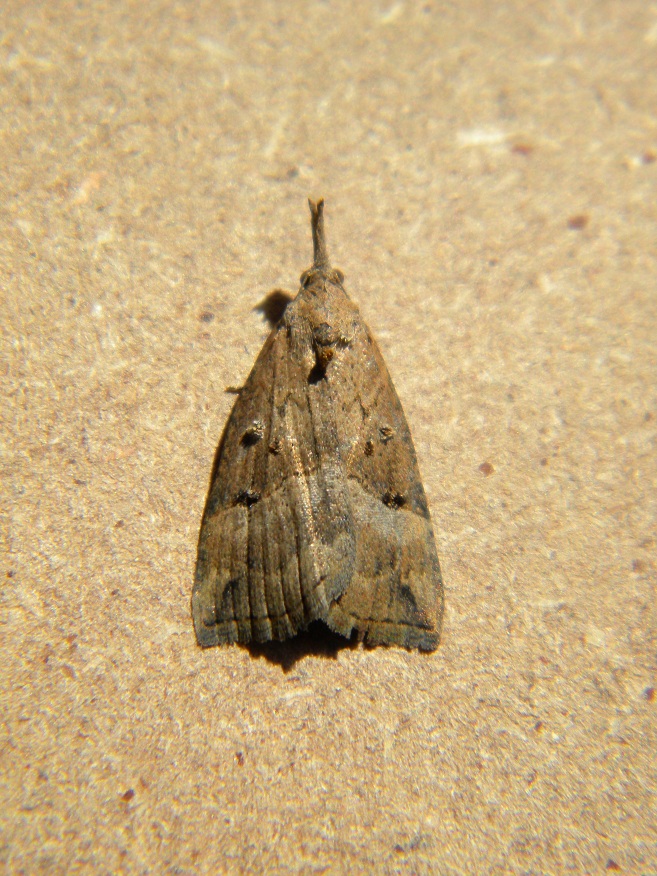 ID farfalla tutta marrone:  Hypena obsitalis (Erebidae)