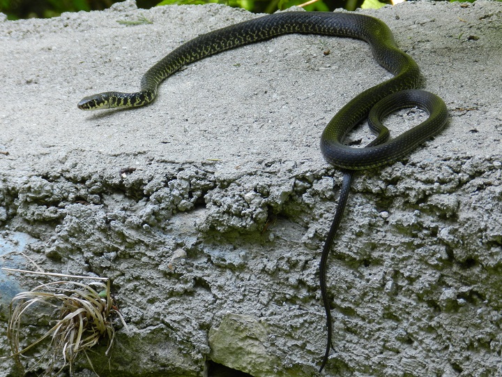 Biacco in caccia